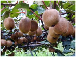 참다래(키위, Kiwifruit)의 국내 재배, 생산 현황