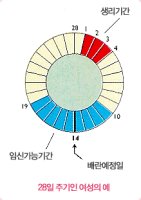 월경주기법3