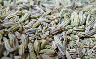 산미나리씨앗효능4