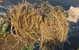 고들빼기, 씀바귀, 달래까지