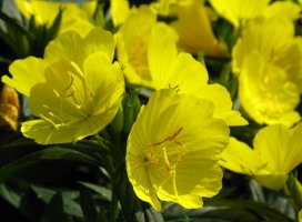 GNC달맞이꽃종자유2