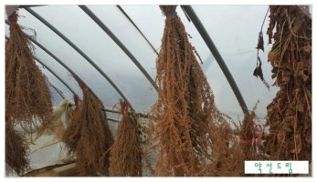 야간문채취시기4