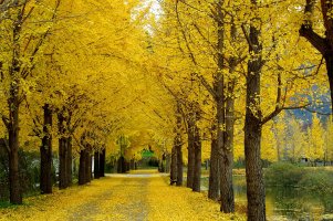 노란 은행나무 단풍길