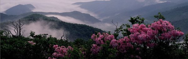 산에 핀 진달래꽃