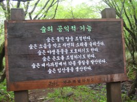 제주샤려니숲길1