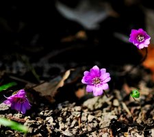 봄의 전령 노루귀 꽃