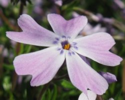 필리핀영어회화2