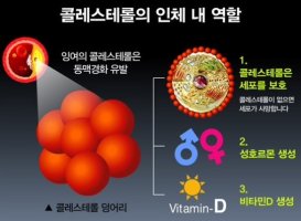 콜레스테롤낮추는음식3