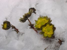 눈속의 변산바람꽃과 복수초