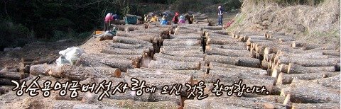 표고버섯가격1