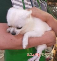 치와와무료분양3