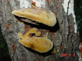 자연산상황버섯1