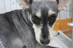 축농증수술비용1