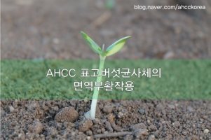 표고버섯균사체2