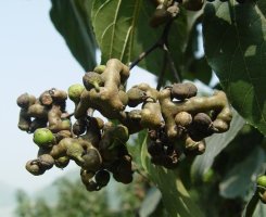 헛개나무열매판매5