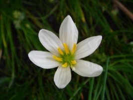 흰꽃나도사프란(Zephyranthes candida)