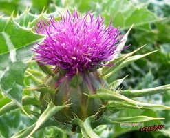 MILKTHISTLE2