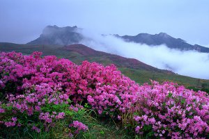 진홍빛 철쭉이 아직 피진 않았다.. 그래도 좋다.. 합천 황매산