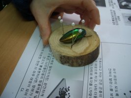 곤충표본2