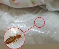 먼지다듬이벌레5