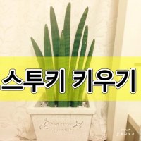 스투키 키우기3