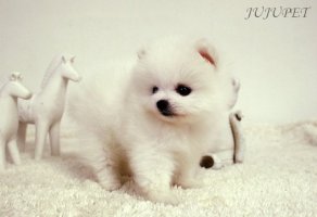 미니강아지분양1