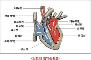 지압 - 심장병, 협심증