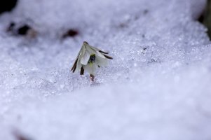 설중 변산바람꽃과 복수초.