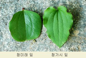 Re:청가시덩굴과 청미래덩굴의 비교