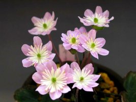 봄꽃의 향기ㅡ믿음과 신뢰 아름다운 노루귀