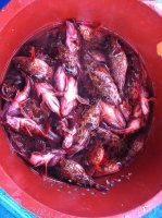 제주도선상낚시5