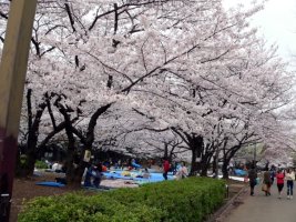 [기묘한 여행기] (2) 일본의 봄 풍경