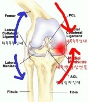 반월상연골2