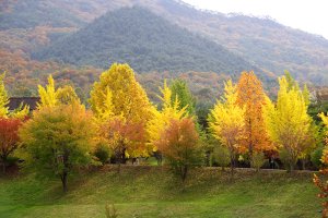 가을 소경(충주 중앙경찰학교에서)