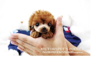 미니강아지분양6