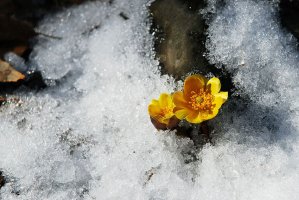 설중 복수초