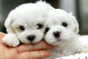 강남구강아지분양1