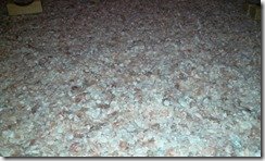 발가락사이무좀5