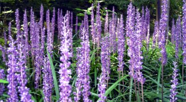 정력과 폐에 좋은 맥문동 효능, 맥문동술, 맥문동차 만드는 방법 및 복용방법