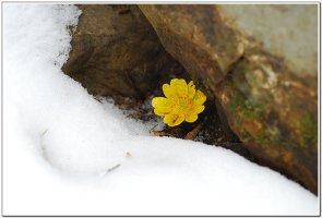 눈 속의 복수초