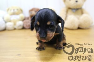 포항강아지분양2