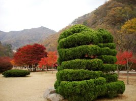 내장산단풍축제5